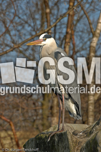 Graureiher (5 von 15).jpg